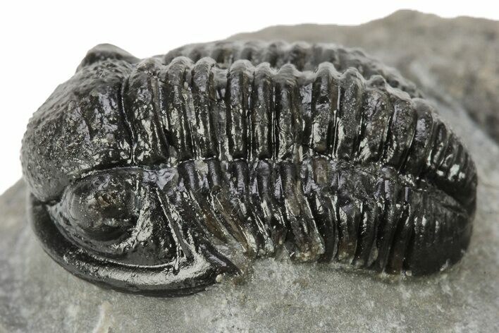 Detailed Gerastos Trilobite Fossil - Morocco #226628